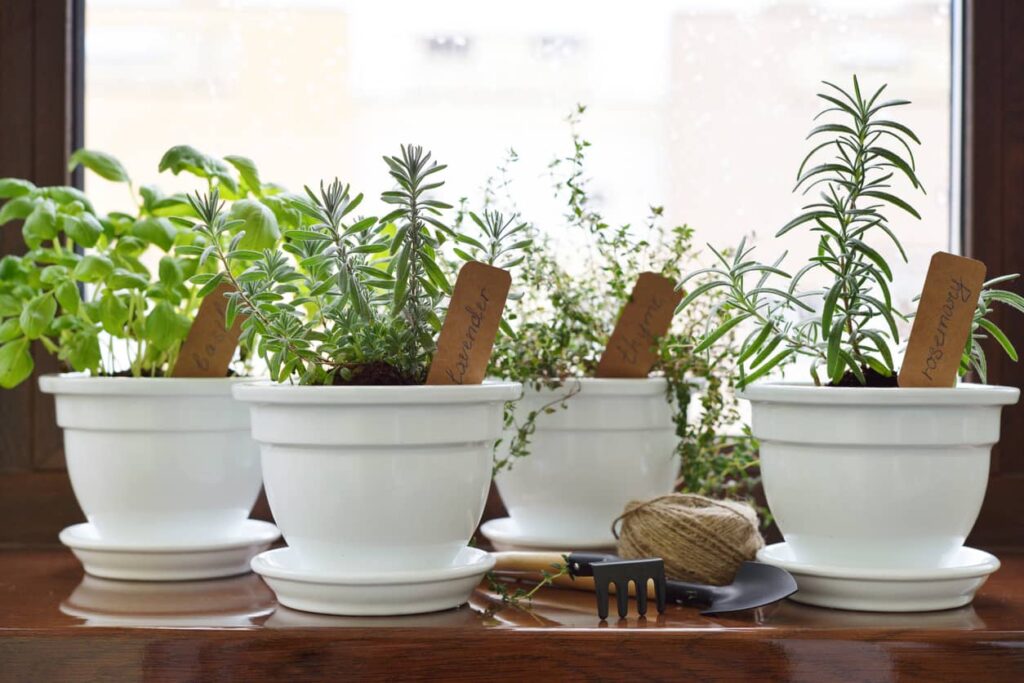 Row of potted herbs in a greenhouse window.